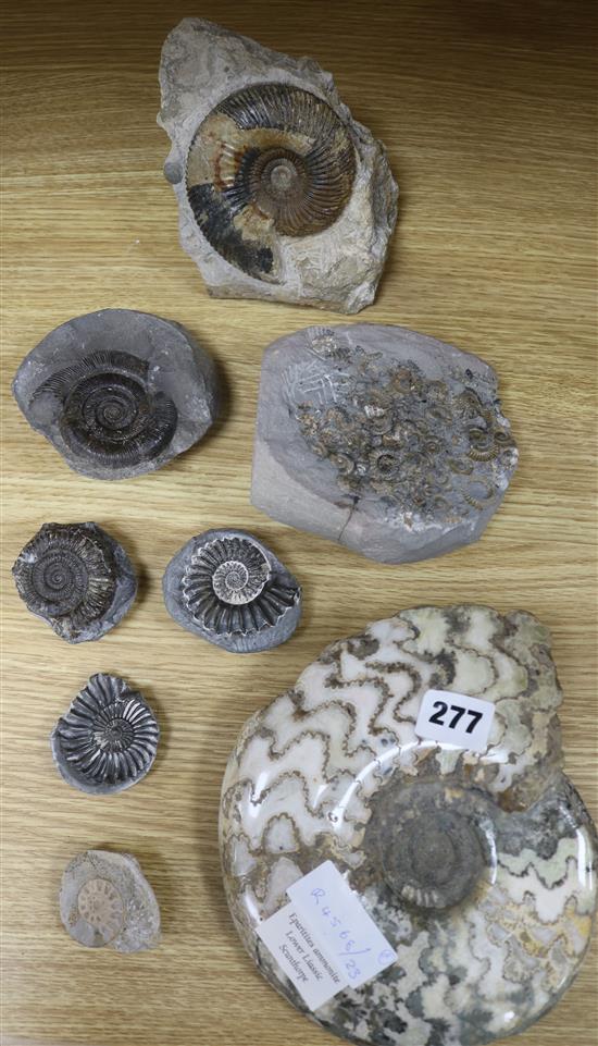 An Eparitites ammonite together with collection of seven other fossilised ammonites